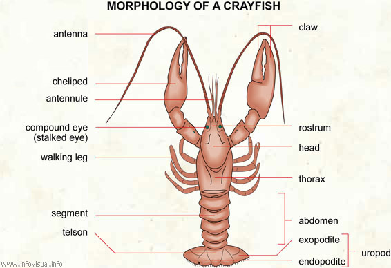 Crayfish Dissection Lab Companion tagmata arthropoda diagram 